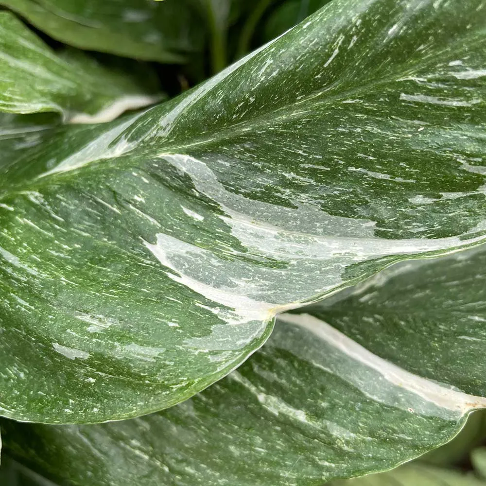 40 - 55cm Spathiphyllum Peace Lilly Variegated 14cm Pot House Plant