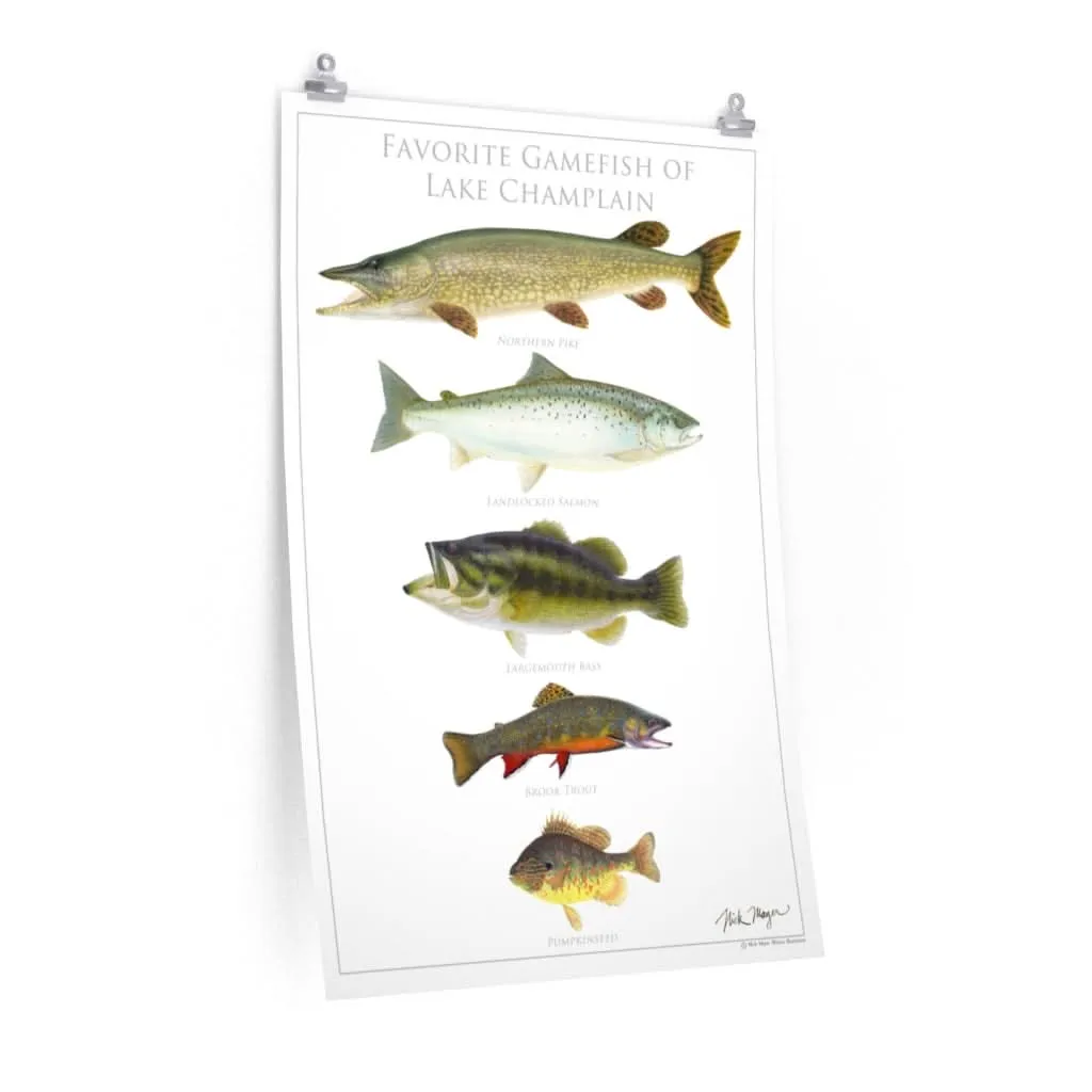 Favorite Gamefish of Lake Champlain Poster